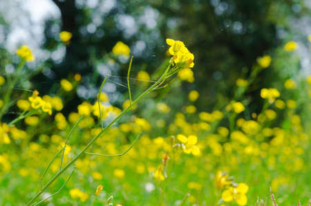 Meadow of yellow flowers with gossamer  Beauty nature background の写真素材