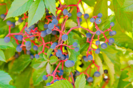 clusters of wild ripe grapes  Small blue berryの写真素材