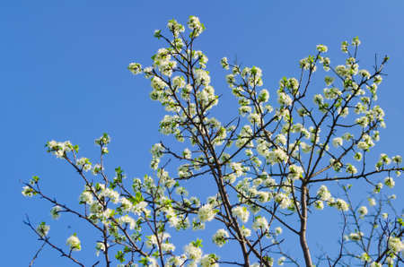 white flowers of freshness blossoming tree  Beauty of natureの写真素材