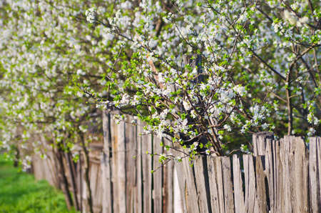 white flowers of freshness blossoming trees  Beauty nature backgroundsの写真素材