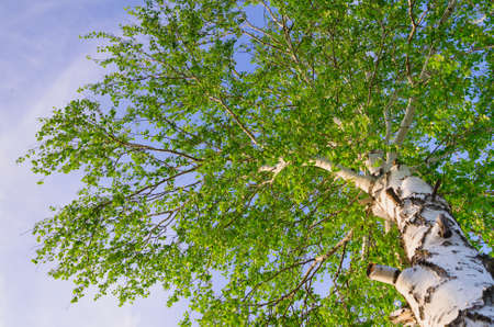 lush foliage of summer birch  Nature backgroundsの写真素材