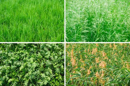 green summer grass backgroundsの写真素材