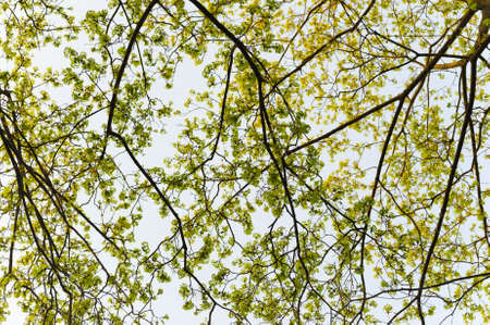 Many branch of trees on sky backgrounds  Backlight photoの写真素材