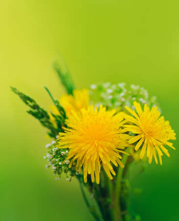 bunch of flowers. Yellow summer dandelions and green grassの写真素材