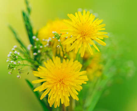 bunch of flowers. Yellow summer dandelions and green grassの写真素材
