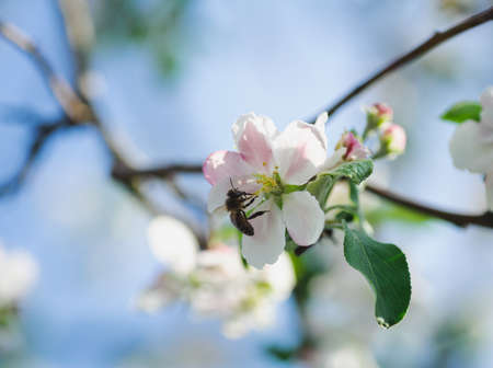 one small bee pollination flower on treeの写真素材