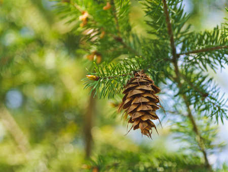one open brown cone of green spruce. Forest backgroundsの写真素材
