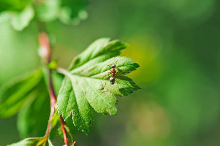 one small ants clamber on plant leaf. Macro photoの写真素材