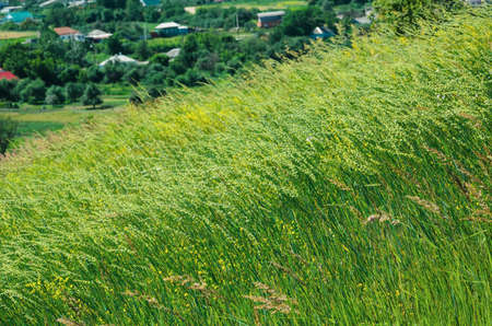 wind of green summer meadow. rural nature backgroundsの写真素材