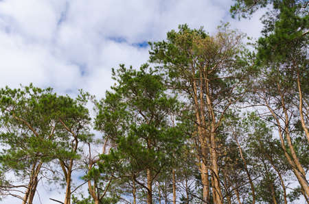 tranquil pine forest view on blue sky backgroundsの写真素材