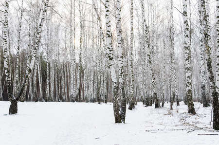 early spring in a birch forest  Snow are still coveringの写真素材
