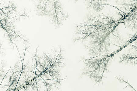 early spring in a birch forest  apex treeの写真素材