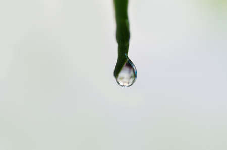 reflection in water drop on leafの写真素材