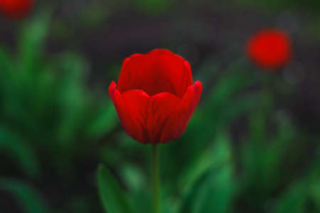 delicate red petal of tulip on a green backgroundsの写真素材