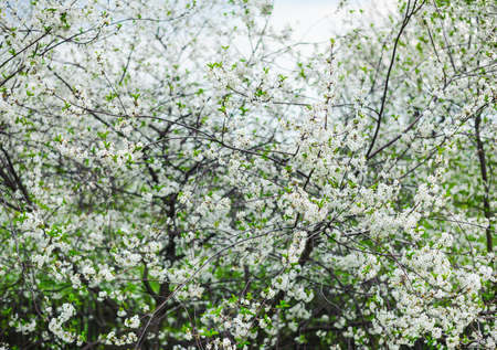 white cherry tree blossom in a gardenの写真素材