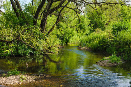 stream shallow river around green trees and grassの写真素材