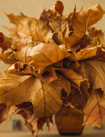many dried autumn yellow leaf in a glass vaseの写真素材