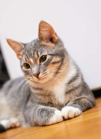 domestic young short-haired whiskered cat sitting and lookingの写真素材
