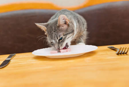 young cat eating food from kitchen plate. focus on catの写真素材