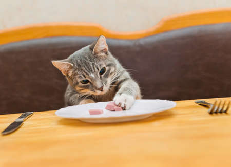 young cat eating food from kitchen plate. focus on catの写真素材