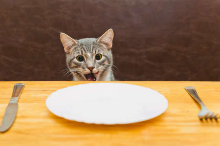 young cat after eating food from kitchen plate. Focus on a catの写真素材