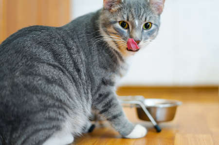 young cat after eating food from a plate showing tongueの写真素材
