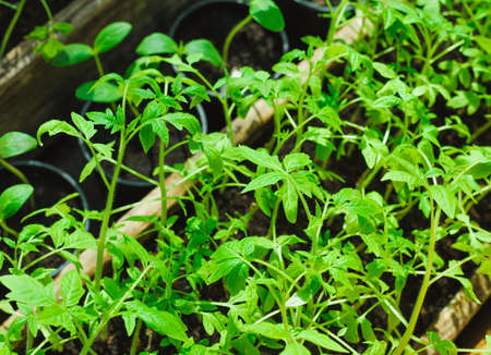 small green tomato seedlingの写真素材