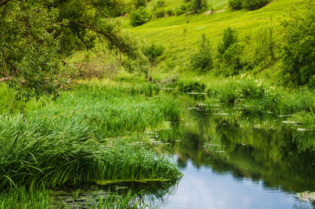 stream river around green trees and caneの写真素材
