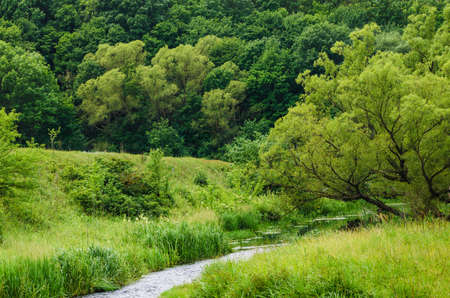 stream river around green trees and caneの写真素材