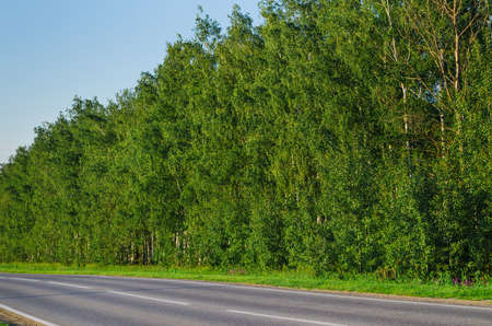 narrow country road near a forest in evening timeの写真素材