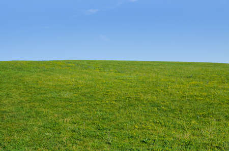meadow green summer grass with clear blue skyの写真素材