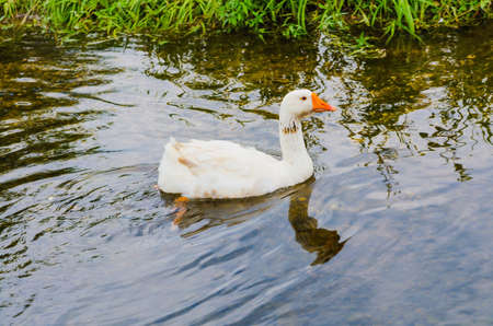 white goose swim in a waterの写真素材