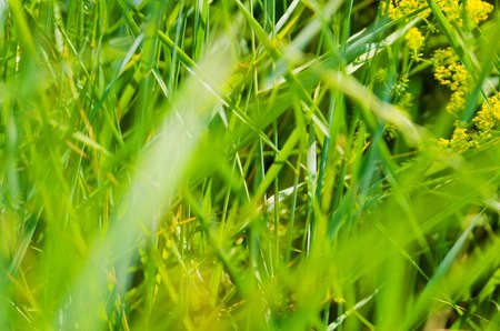 abstract blur green grass backgrounds in sunlight meadow. selective focus techniqueの写真素材