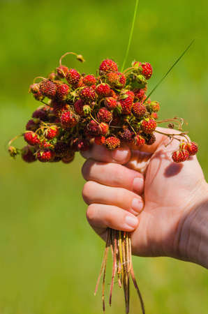 hand holding bunch of meadow red ripe wild strawberries in a blur green backgrounds. selective focus techniqueの写真素材