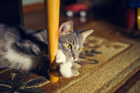 observe cat.  lying in ambushの写真素材