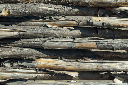 fasten fence from brushwood. Wood texture. Gnaw barkの写真素材