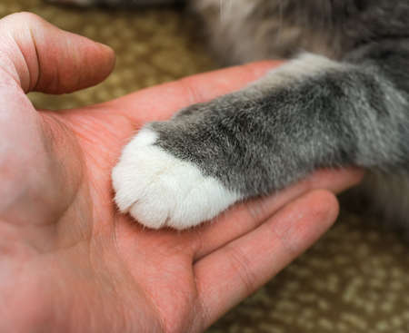 cat's paw in a mans palm. human to lend a helping hand. focus on a edge of cats pawの写真素材