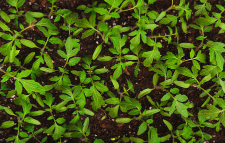top view of small lush foliage of green tomato seedlingの写真素材