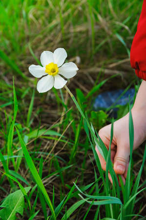 kid hands to pluck a white flower. Focus on flowerの写真素材