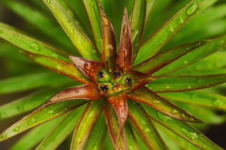 water drop on green leaves of tiger lilyの写真素材