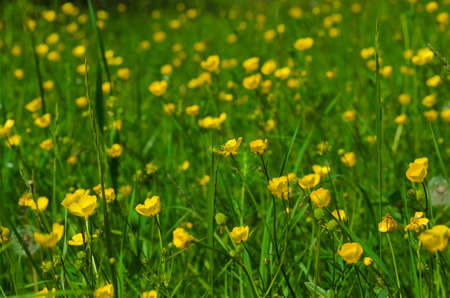 Meadow of wild yellow flowers. Beauty nature backgroundの写真素材