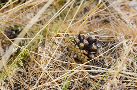 one open brown cone lying on dry grassの写真素材