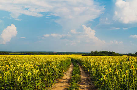 road of sunflower field on blue sky backgroundの写真素材