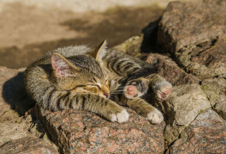 young sleeping small wild catの写真素材