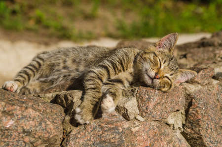 young sleeping small wild catの写真素材