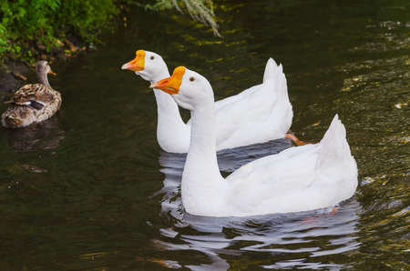 floating pair white geese on lakeの写真素材