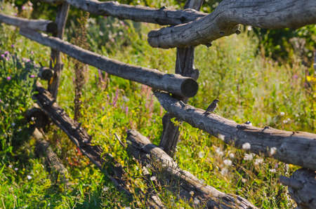 small sparrow sitting on old rural wooden fence. Focus on sparrowの写真素材