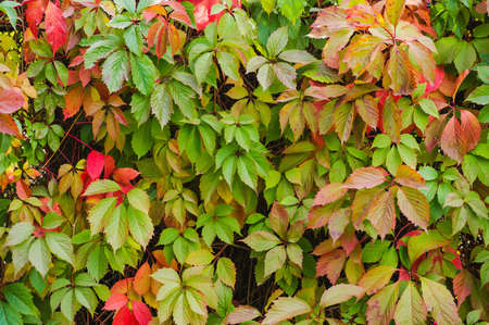 many autumn leaves of Virginia creeperの写真素材