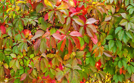 many autumn leaves of Virginia creeperの写真素材