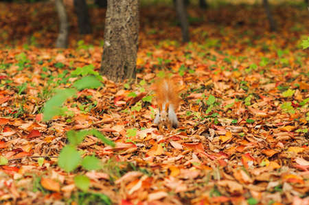 small curious squirrel on a fall autumn leaves backgroundsの写真素材